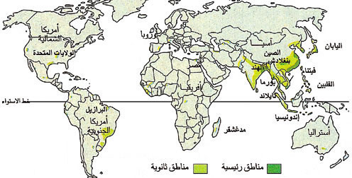 مناطق إنتاج الأرز في العالم.