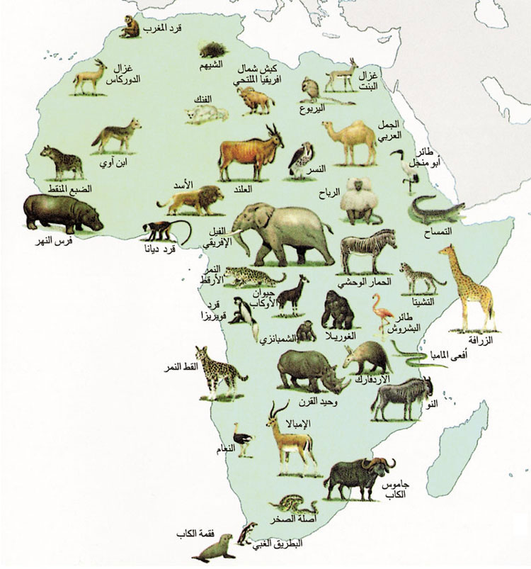 حيوانات القارة الإفريقية