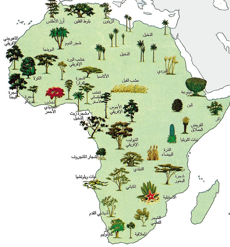 نباتات القارة الإفريقية 