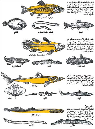 الأنواع الرئيسية للأسماك