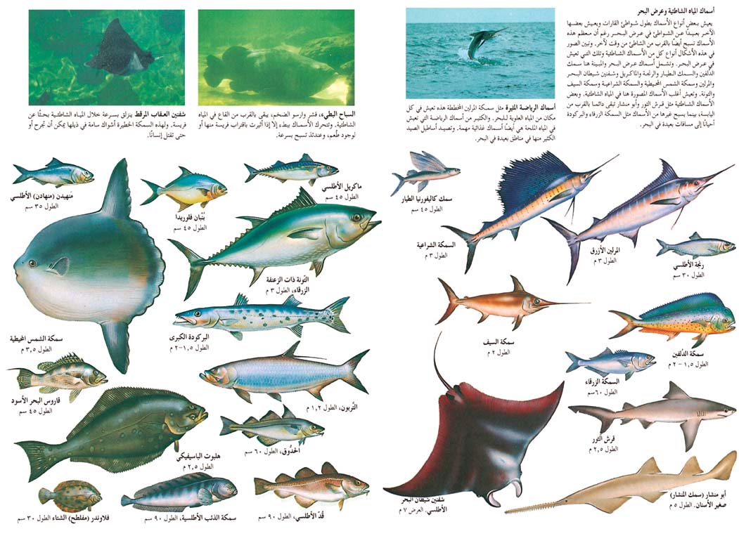 أسماك المياه الشاطئية وعرض البحر