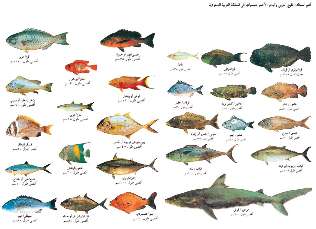 أهم أسماك الخليج العربي والبحر الأحمر بتسمياتها في المملكة العربية السعودية