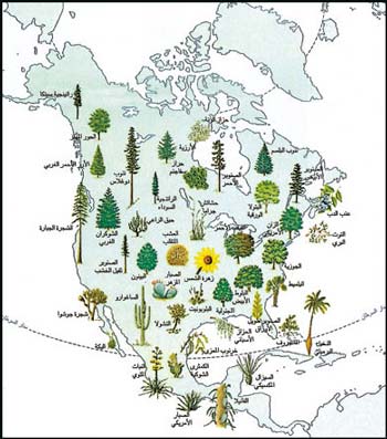  نباتات أمريكا الشمالية