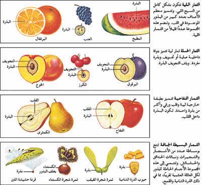 الثـمـار البسـيطة