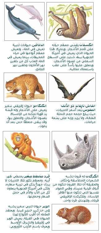 أمثلة على الثدييات