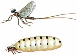 انواع الجراد حياتها والنمل الابيض دورة الحشرات مثل بعض واليعسوب الفراشات والنمل