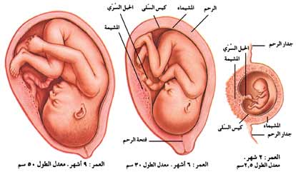 نمو الجنين قبل الولادة