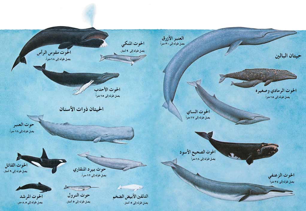 بعض أنواع الحيتان