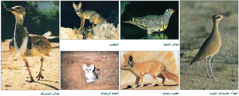بعض الحيوانات البرية في الجزيرة العربية