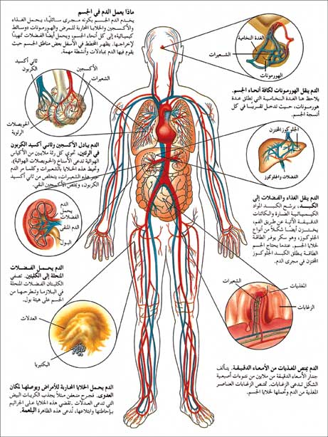 ماذا يفعل الدم في الجسم
