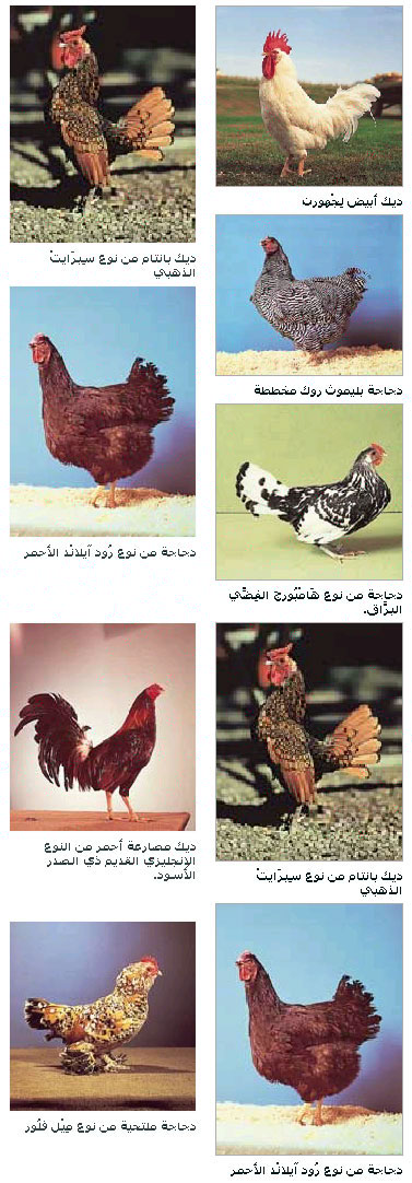 أنواع الدجاج