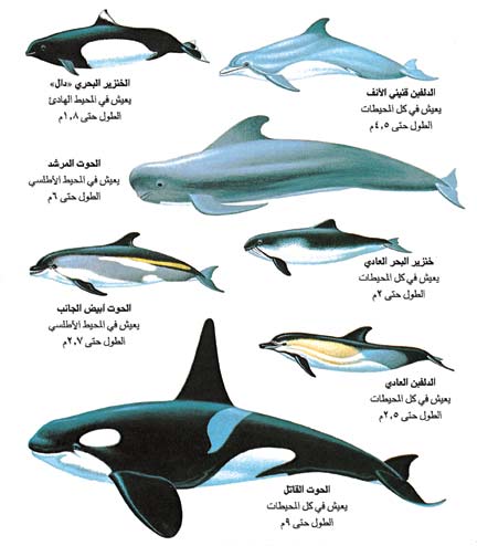 بعض أنواع الدلافين