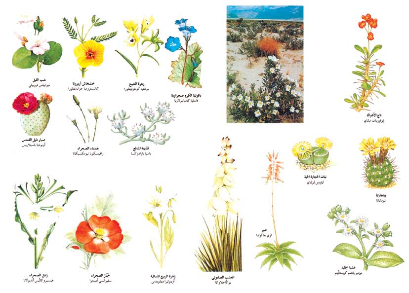 النباتات الصحراوية المزهرة