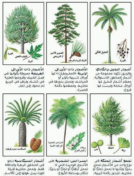 مجموعات الأشجار الست الرئيسية