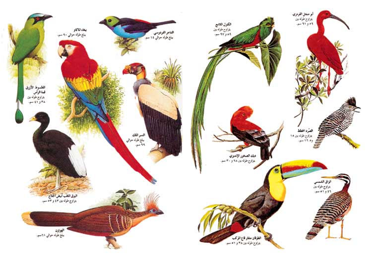 طيور أمريكا الوسطى وأمريكا الجنوبية.