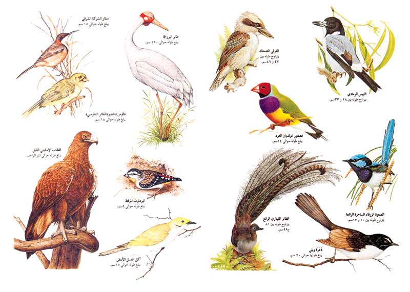 طيور قارة أستراليا ونيوزيلندا.