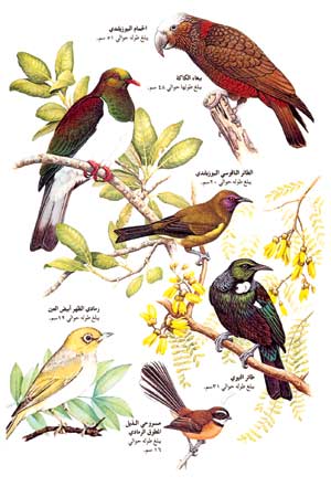 طيور قارة أستراليا ونيوزيلندا.