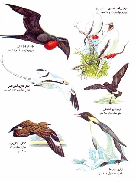 الطيور البحرية وطيور القطب الجنوبي (أنتاركتيكا).