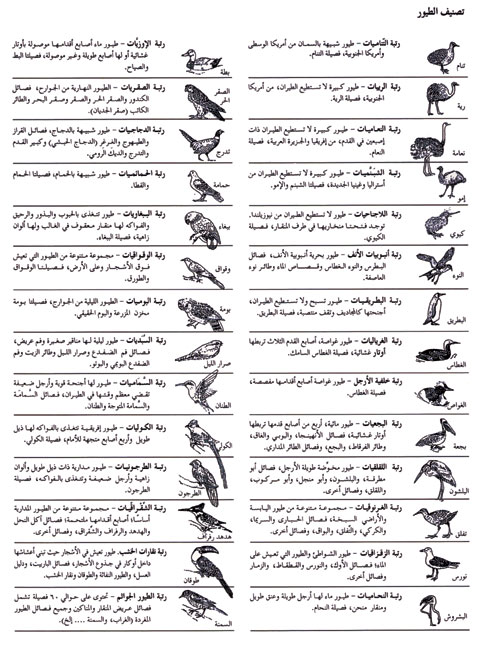تصنيف الطيور