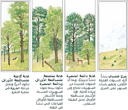 طريقة تطور الغابة بالتعاقب البيئي