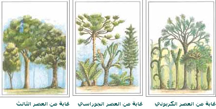 الغابات البدائية	