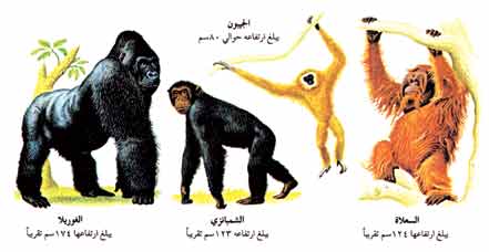الأنواع الأربعة من القردة العظمى