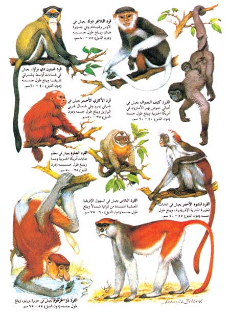 بعض أنواع القرود