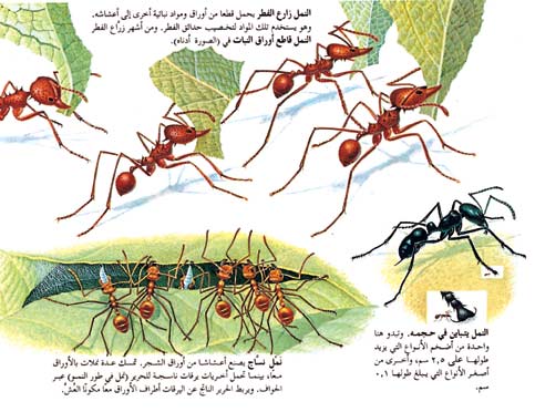 بعض أنواع النمل