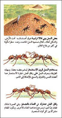 العلاقه التي بين النمل وشجره الاكاسيا تسمى علاقه