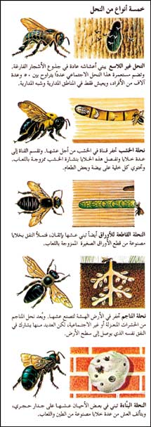 خمسة أنواع من النحل
